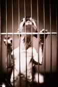 Caged Dog