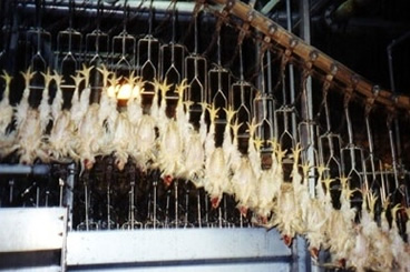 Chickens Slaughtered