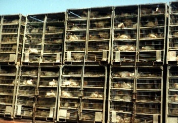 Chicken Transportation