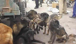 Dogs Slaughtered