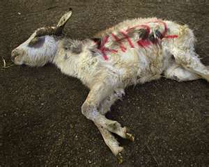 Sheep